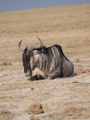 Connochaetes taurinus albojubatus