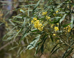 Acacia provincialis
