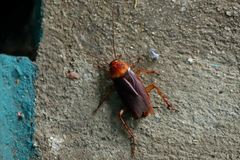 Periplaneta americana