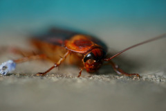 Periplaneta americana