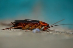 Periplaneta americana