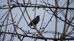 Sturnus vulgaris