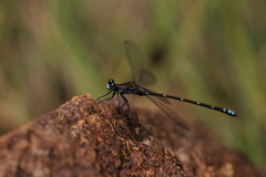 Caledopteryx maculata
