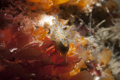 Thecacera pennigera