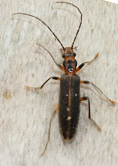Parisopalpus macleayi
