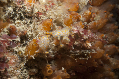 Thecacera pennigera