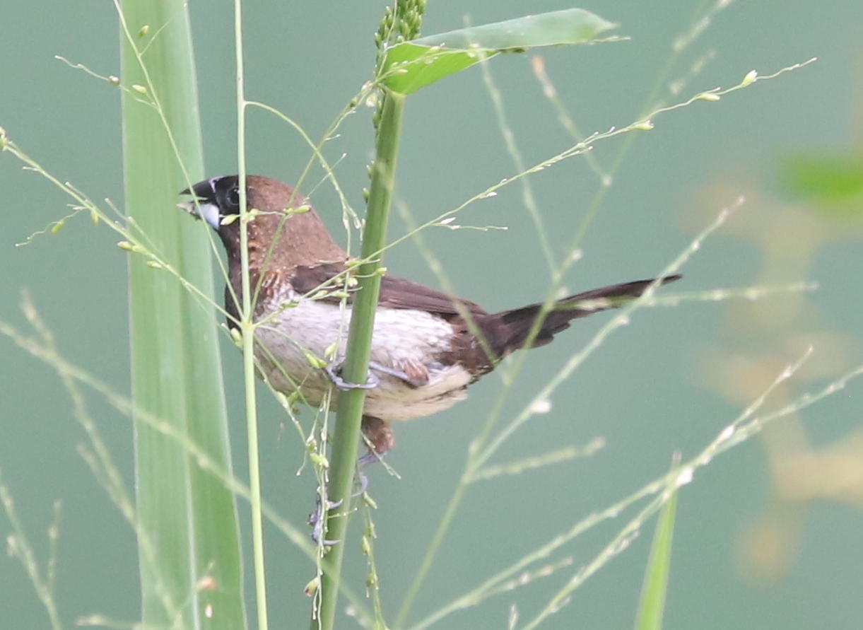 Javan Munia (Lonchura leucogastroides), photo 4
