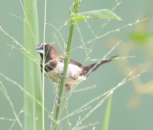 Javan Munia (Lonchura leucogastroides), photo 4