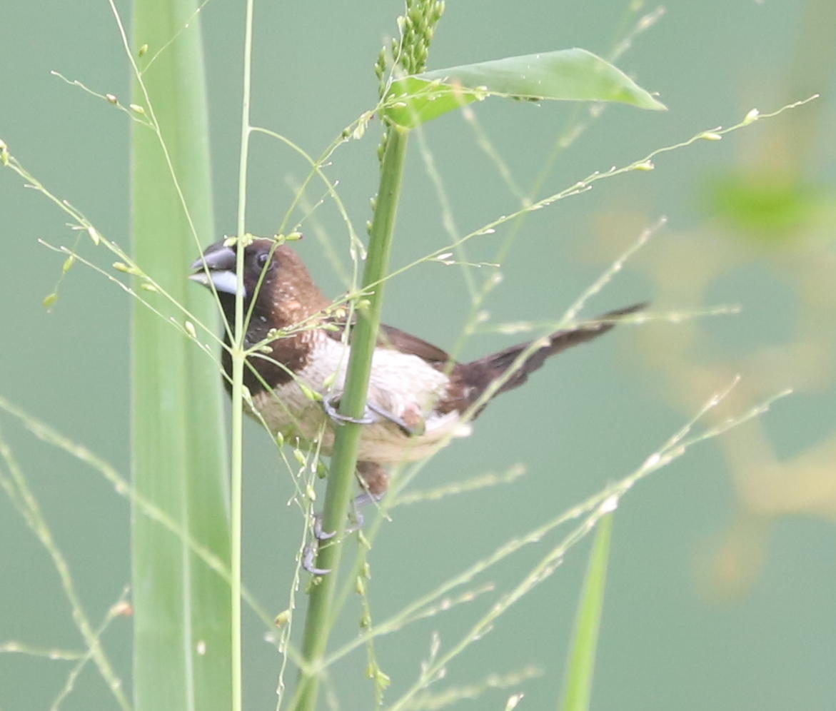 Javan Munia (Lonchura leucogastroides), photo 5