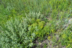 Paeonia tenuifolia