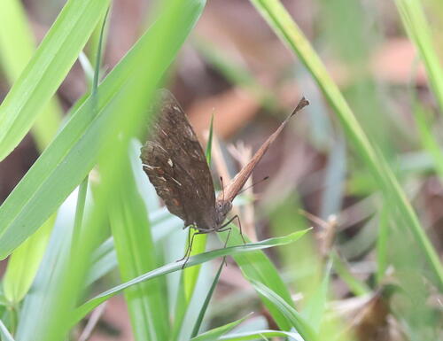 Photo of Brown Pansy (Junonia hedonia)