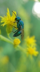 Temnosoma