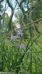 Solanum amygdalifolium