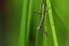 Notomantis brunneriana