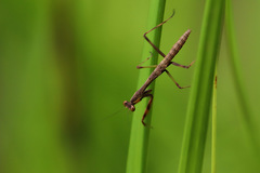Notomantis brunneriana