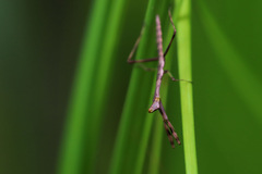 Notomantis brunneriana