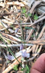 Arthropodium milleflorum
