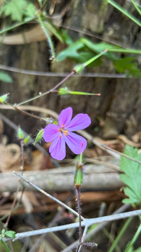 Greater Herb Robert (Geranium yeoi)