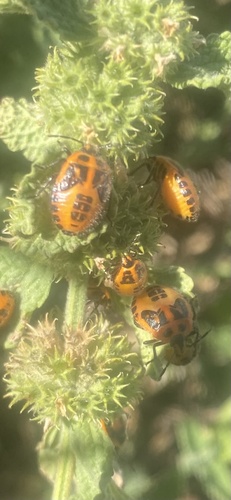 Horehound Bug