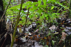 Spilogale angustifrons