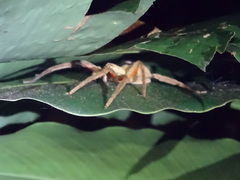 Cupiennius coccineus