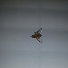 Bactrocera jarvisi