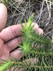 Melichrus procumbens