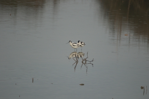 Pied Avocet