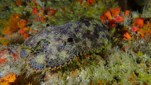 Parribacus antarcticus, 2026-02-15
