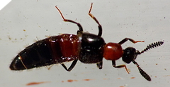 Tetrabothrus