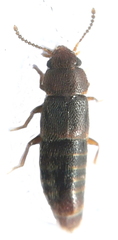 Phloeocharinae