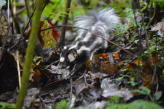Spilogale angustifrons