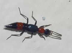 Paederus cruenticollis