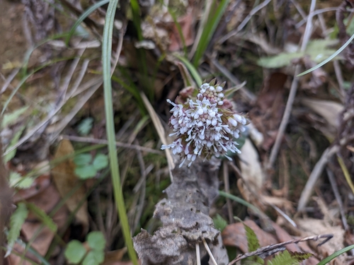 Giant Butterbur