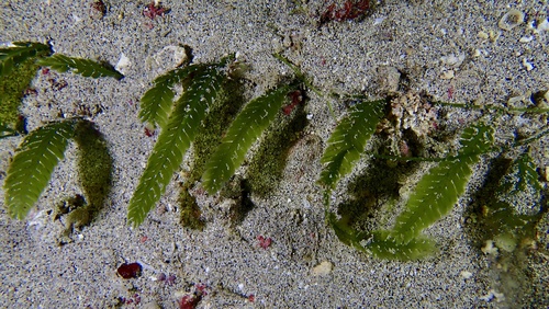 Caulerpa taxifolia observed 2026-02-15