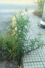 Pluchea sagittalis