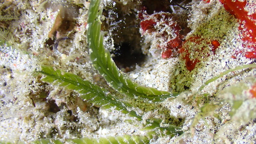 Caulerpa taxifolia observed 2026-02-15