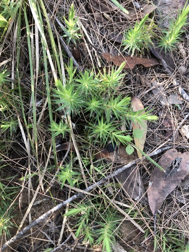Image of Melichrus procumbens by (c) Greg Tasney, some rights reserved (CC BY-SA)