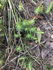 Melichrus procumbens