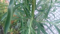 Pluchea sagittalis