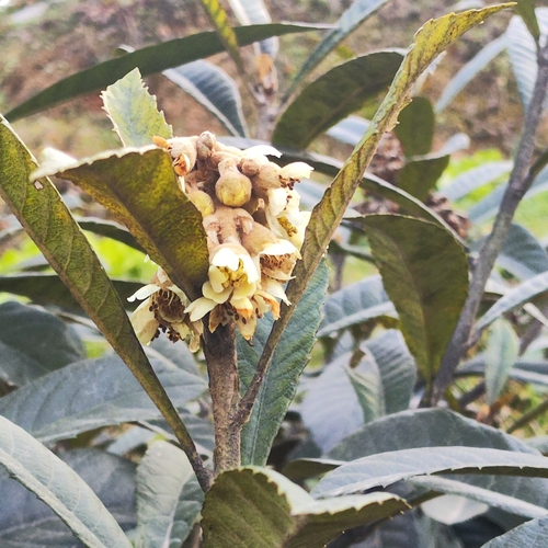 Loquat