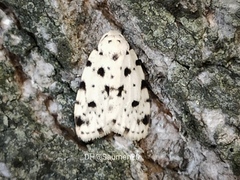 Aemene taprobanis