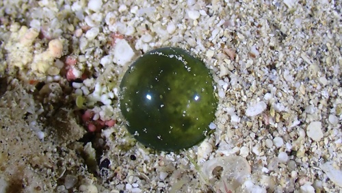 Valonia ventricosa observed 2026-02-15