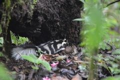 Spilogale angustifrons