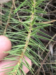 Melichrus procumbens