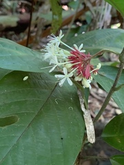 Clerodendrum deflexum