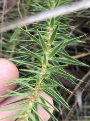 Melichrus procumbens