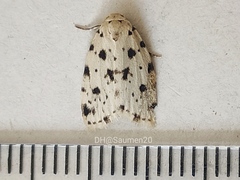Aemene taprobanis