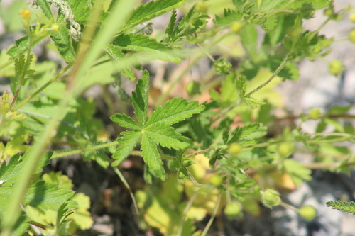 European Cinquefoil (Potentilla thuringiaca)