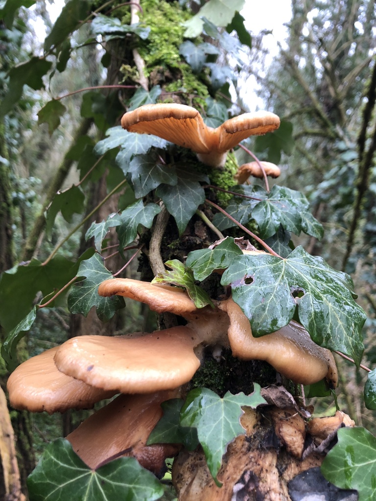Pleurotus ostreatus · February 2026 · photo: © gerardbertrand (iNaturalist, cc-by)